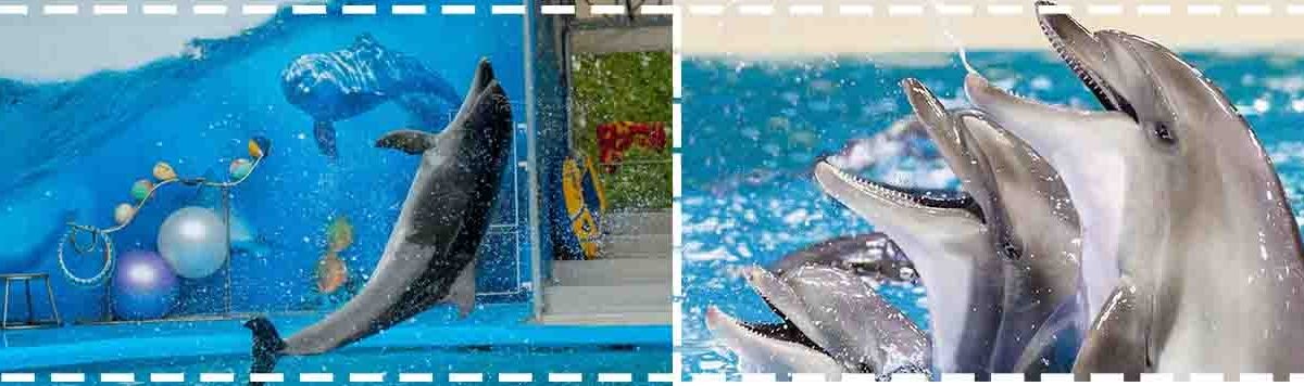 Dubai Dolphinarium Deals