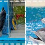 Dubai Dolphinarium Deals