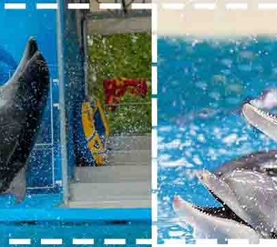Dubai Dolphinarium Deals