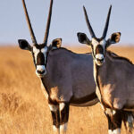 Dubai Safari Park with Safari Village