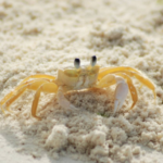 Flamingo Crab Hunting Deals