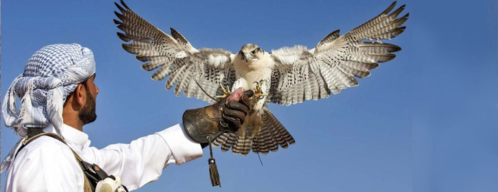 Falconry: A Fascinating Cultural Tradition