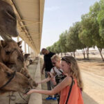 Dubai Safari Park Horaire