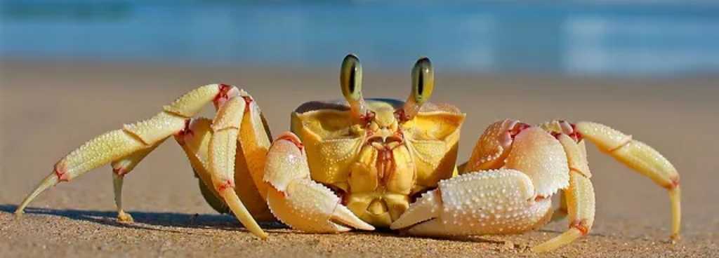 Understanding Crab Hunting
