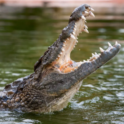crocodile park dubai