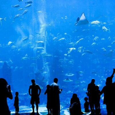 Discover Attractions at Dubai Aquarium