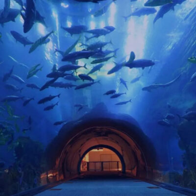 Discover Attractions at Dubai Aquarium