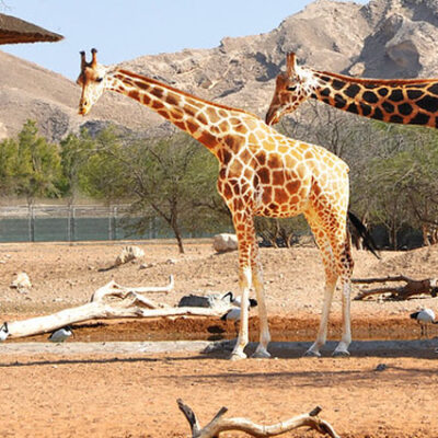 al ain zoo