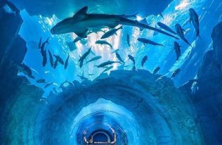 underwater zoo and aquarium