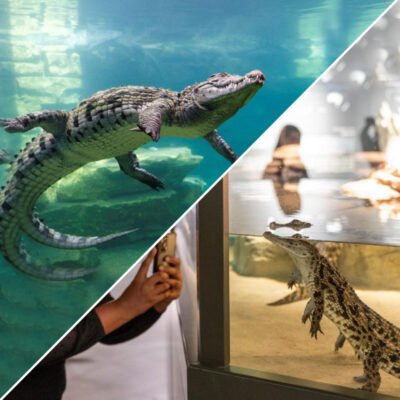 Dubai Crocodile Park Tickets