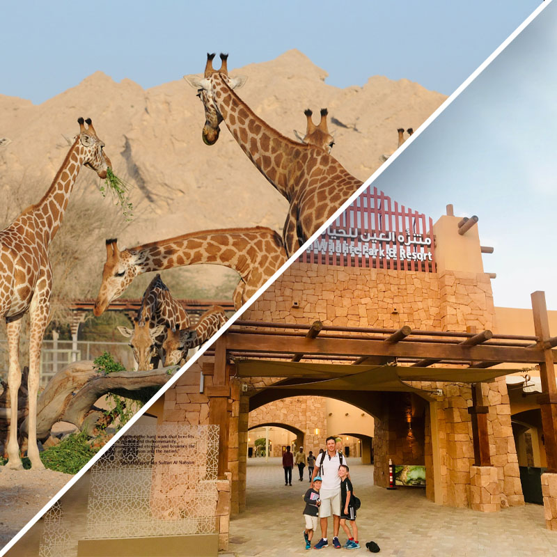 al ain safari adventure