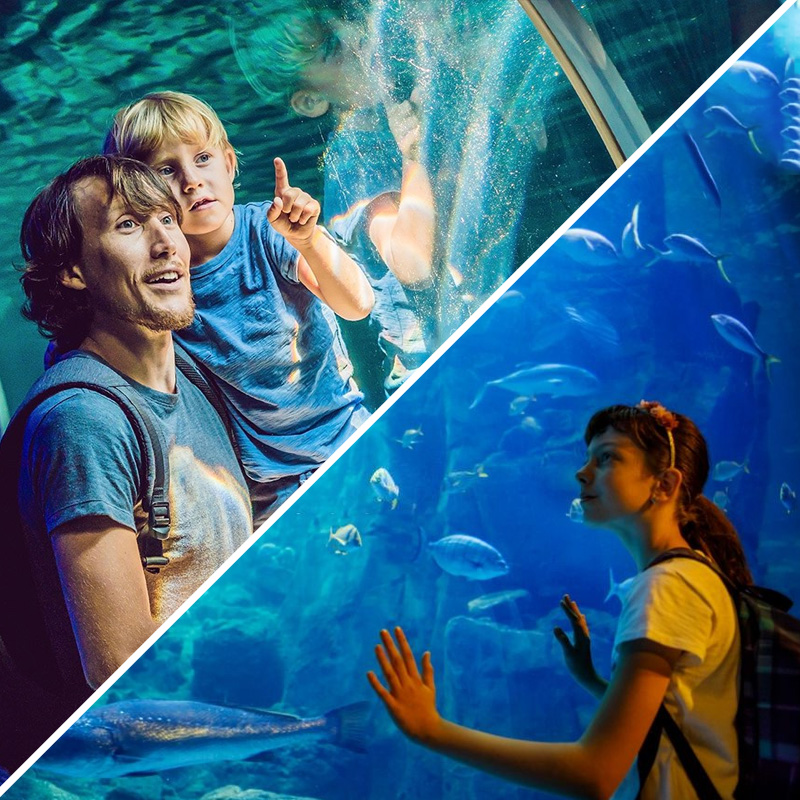 Dive into Wonder: Exploring the Depth of Dubai Mall Aquarium