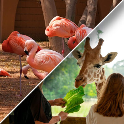 Discover Wildlife Wonders: Al Ain Zoo Tour Guide