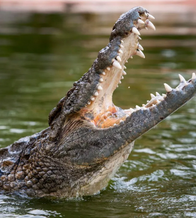 Dubai Crocodile Park